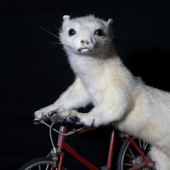 taxidermy stoat